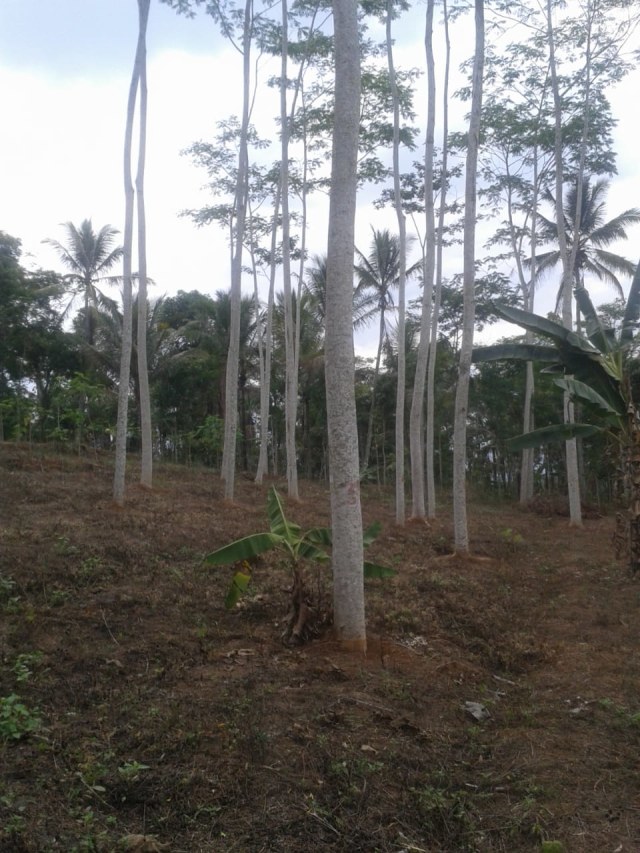 Pohon Sengon Solomon di Jawa Tengah. Foto: Dok. Istimewa
