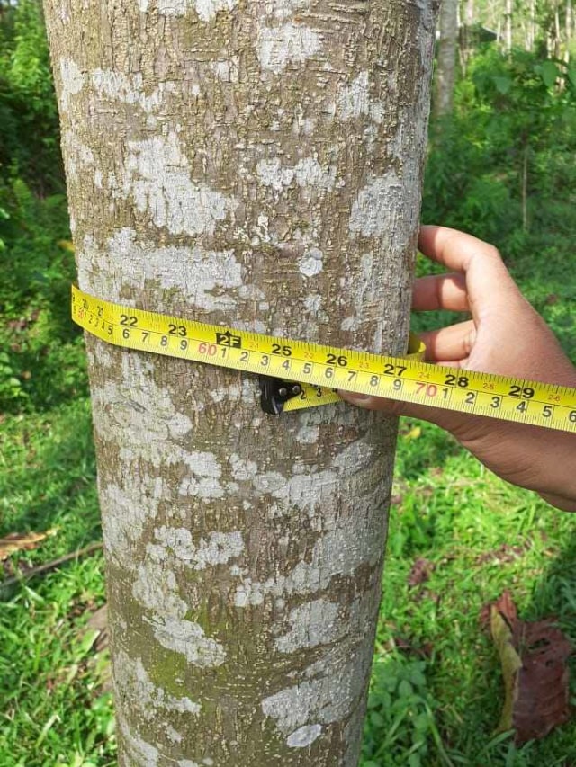  Harga  1 Pohon Sengon  Umur 5 Tahun Tentang Tahun