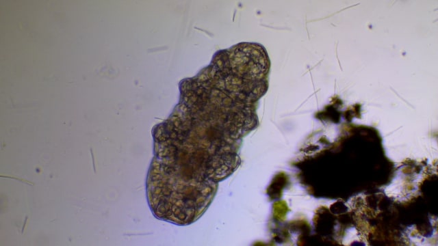 Tardigrada, makhluk mikroskopis tekuat di Bumi. Foto: commons.wikimedia.org