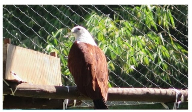 Cerita Perjalanan 2 Pasang Elang Bondol Untuk Kembali Pulang