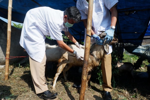 Dokter Distan Kota Bandar Lampung saat mengecek hewan layak kurban, Senin (5/8) | Foto : Obbie Fernando/Lampung Geh