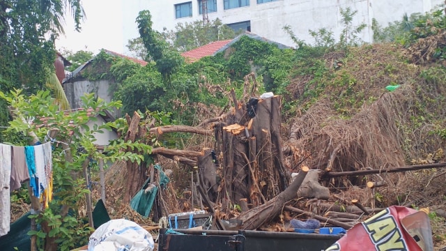 Pohon Kariwaya yang sudah ditebang di RT 6 Gang Haidar, Jalan Pangeran Samudera, Kota Banjarmasin pada Kamis 8 Agustus 2019. Foto: Zahidi/banjarhits.id