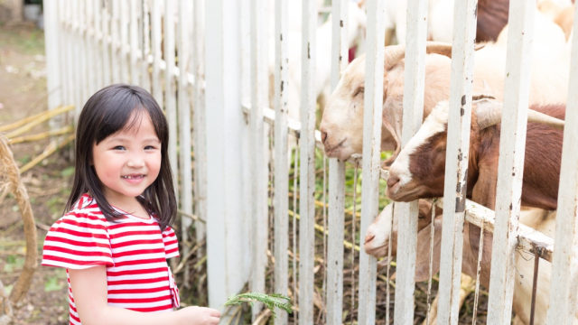 anak dan kambing kurban Foto: Shutterstock