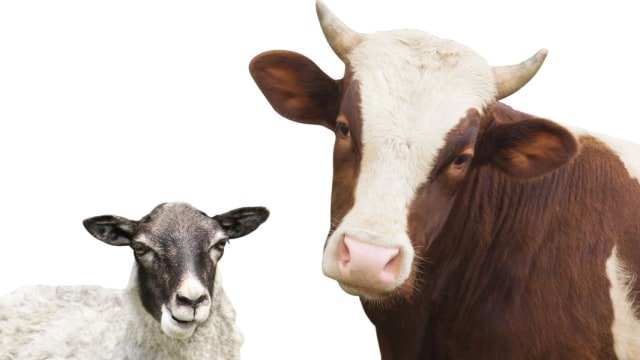 ilustrasi kambing dan sapi Foto: Shuttertsock