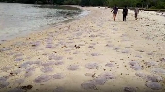 Bangkai ubur-ubur yang berserakan di salah satu pantai di Sungai Pinang, Pesisir Selatan, Sumatera Barat (Foto: Irwanda/Langkan.id)