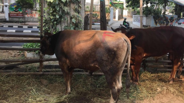 Tukang Jagal di Cengkareng Disepak Sapi Kurban hingga Gigi Rontok (280877)
