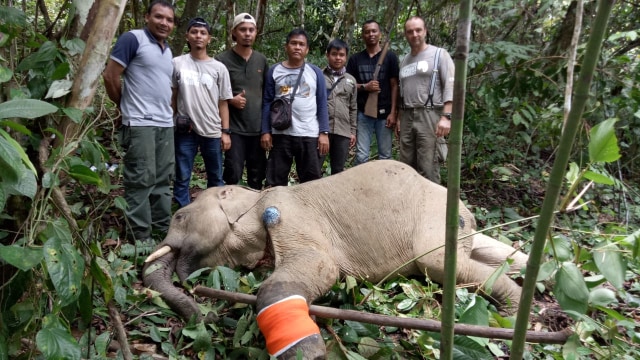 Tim rescue bersama gajah liar yang berhasil diselamatkan dari jerat dan diberikan pengobatan sebelum kemudian dirilis kembali. Foto: BKSDA Aceh/Istimewa