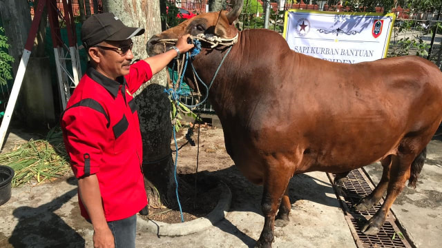 Gubernur Sahbirin Ingin Sentra Peternakan Sapi Borneo Di Kalsel