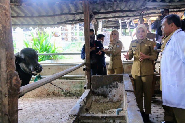 Wakil Wali Kota Palembang, Fitrianti Agustinda saat meninjau kesiapan pemotongan hewan kurban jelang Idul Adha (Foto: istimewa)