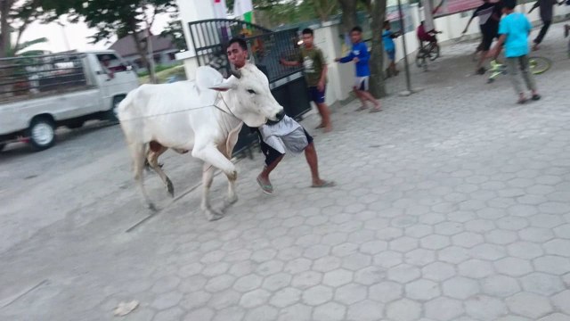 Warga berjuang menjinakkan sapi. Foto: PanturaPost