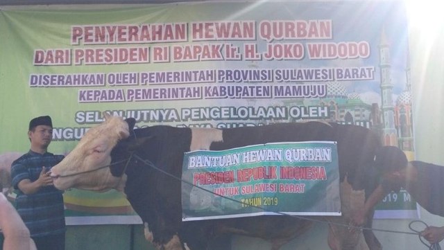 Sapi jenis simental dengan berat 1,1 ton merupakan sapi kurban Presiden Jokowi untuk warga Mamuju, Sulawesi Barat. 