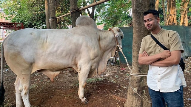 Raffi Ahmad foto bersama sapi yang ia kurban saat Idul Adha. Foto: Instagram/@raffinagita1717