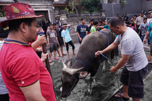 Sejumlah warga mempersiapkan sapi kurban di LDII Bali, Denpasar, Sabtu (11/8). Foto: Jamal Ramadhan/kumparan