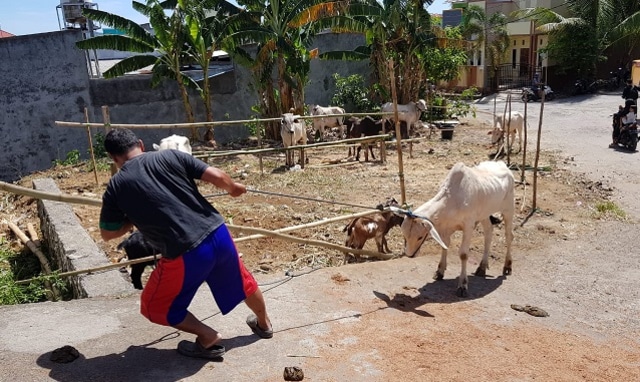 Seekor sapi enggan ditarik petugas kurban di Masjid Rabbani, Manado usai sholat Idul Adha 1440 Hijriya (foto: isa anshar jusuf)
