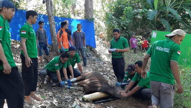 Pengurus Wahdah Islamiyah Mamuju melakukan penyembelihan hewan kurban. Foto: Awal Dion