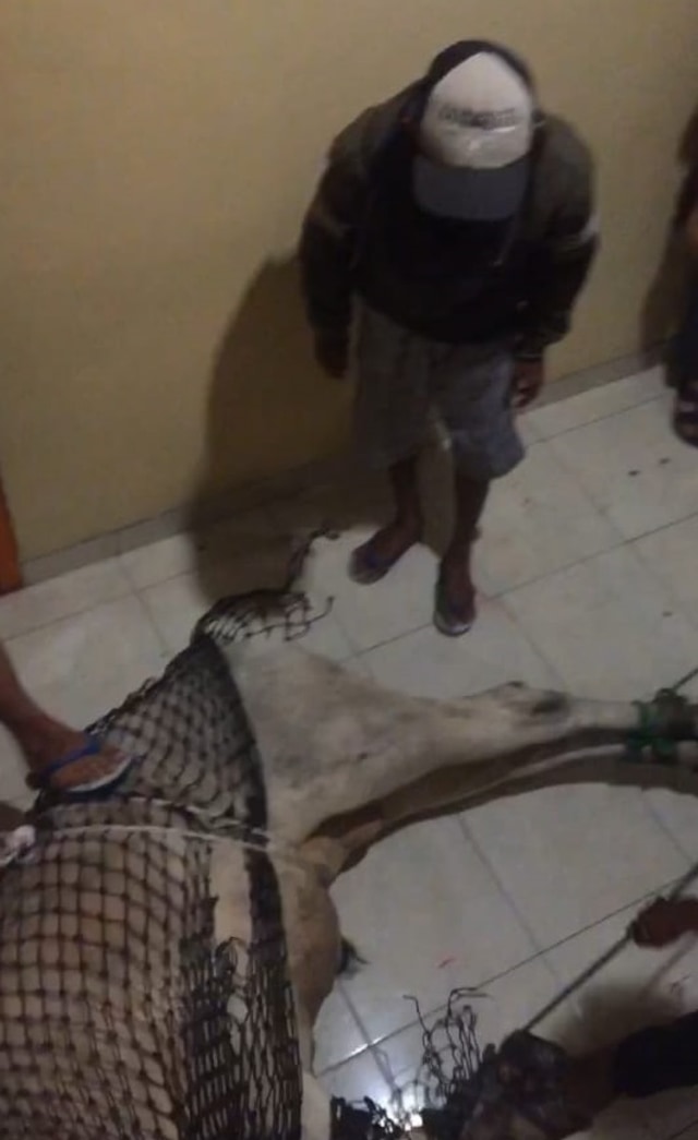 Sapi Kurban di Lampung Mengamuk, Masuk Hotel dan Injak Seorang Nenek (490430)