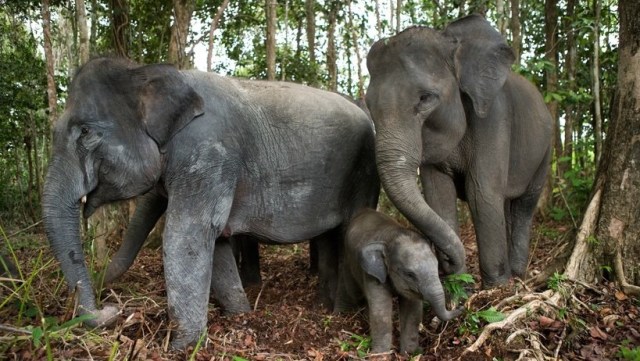 Gajah sumatera. Foto: Yovy