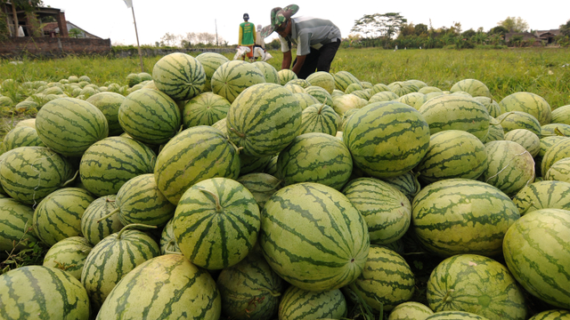 Pekerja memilah semangka hasil panen. Foto: ANTARA FOTO/Aloysius Jarot Nugroho