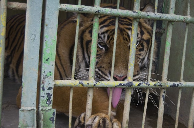 Harimau di kebun binatang Medan Zoo. SumutNews.com