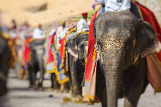 Ilustrasi gajah wisata di Benteng Amber Foto: Shutter Stock