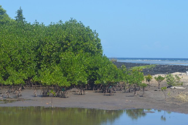 Tumbuhan mangrove yang ditanam Komunitas Peduli Mangrov Ternate di pesisir pantai Kelurahan Rua, Kecamatan Pulau Ternate, Ternate, Maluku Utara. Foto: Olis/cermat