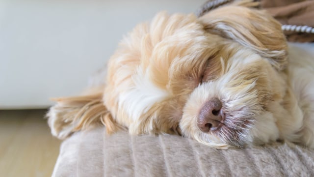 Ilustrasi anjing yang tertidur Foto: Shutter Stock