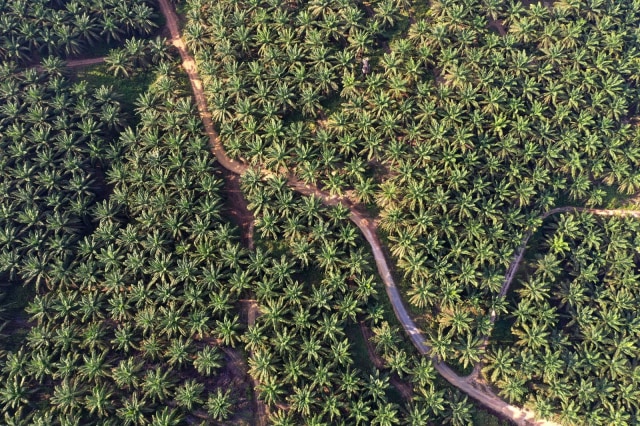 Lahan perkebunan sawit di Pangkalan Bun, Kalimantan Tengah. Foto: Fitra Andrianto/kumparan