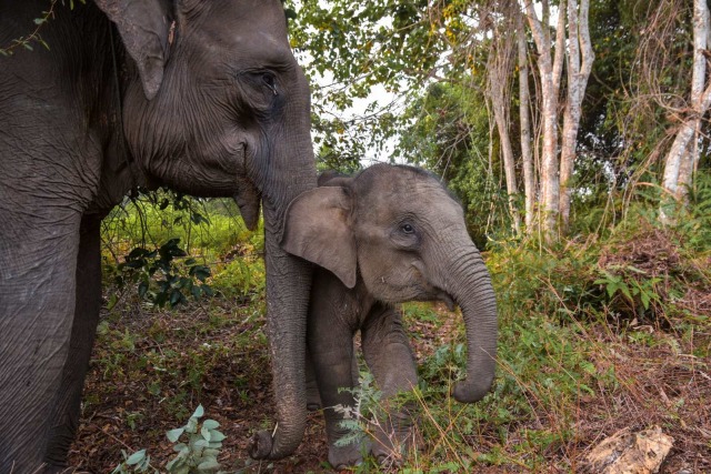 Gajah Sumatra, Gajah Sumatera, Taman Nasional Tesso Nilo (NOT COVER)