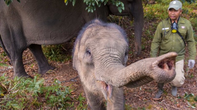 Gajah Sumatra, Gajah Sumatera, Taman Nasional Tesso Nilo