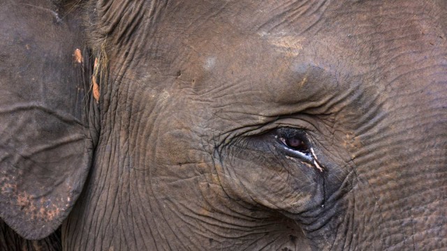 Gajah Sumatera Mati dengan Kepala Terpenggal dan Gading Hilang (115285)