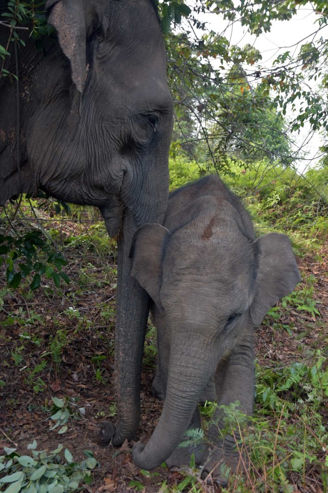 Gajah Sumatra, Gajah Sumatera, Taman Nasional Tesso Nilo, Kebakaran Hutan dan Lahan, Kebakaran Gambut (NOT COVER)