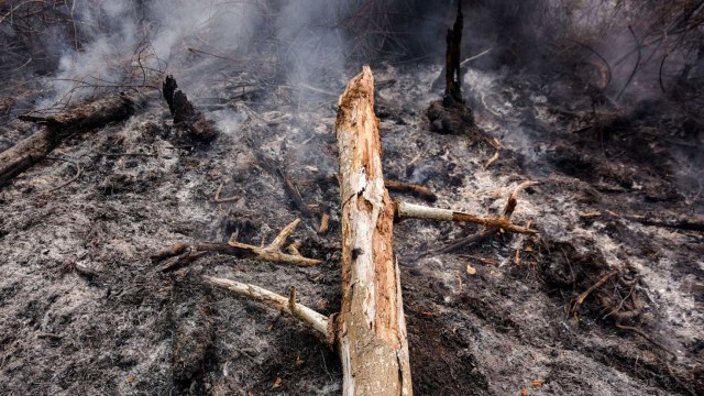 Gajah Sumatra, Gajah Sumatera, Taman Nasional Tesso Nilo, Kebakaran Hutan dan Lahan, Kebakaran Gambut