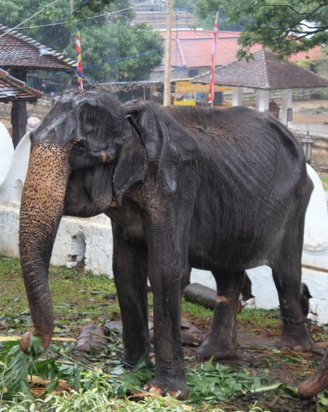 Unduh 850 Gambar Gajah Berdiri Keren 