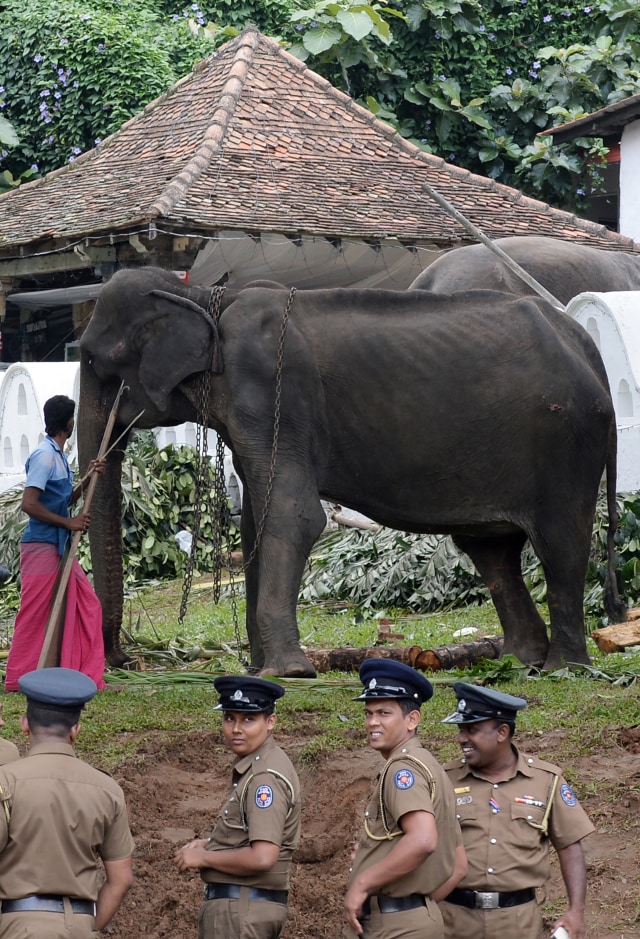 Tikiri, Gajah kurus di Sri Lanka (NOT COVER)