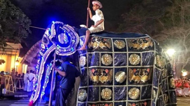 Tikiri, Gajah kurus di Sri Lanka