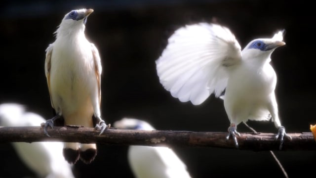 46+ Burung jalak bali terbang terupdate