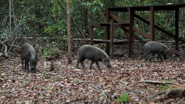 Sejumlah babi hutan di Camp Leakey, Tanjung Puting. Foto: Fitra Andrianto/kumparan