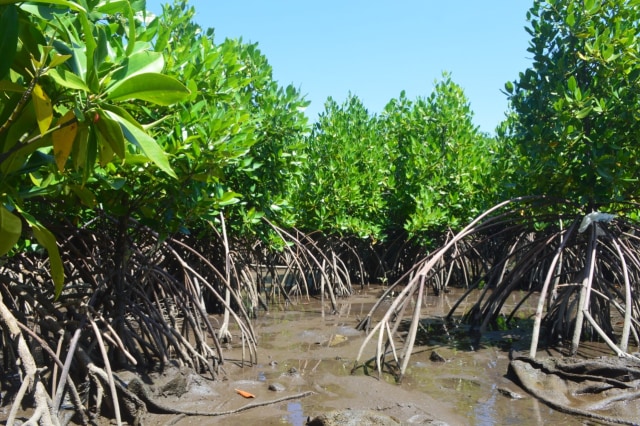 Mangrove jenis rhizophora yang ditanam Komunitas Peduli Mangrove Kota Ternate di kawasan pesisir Kelurahan Rua, Kecamatan Pulau Ternate, Kota Ternate, Maluku Utara. Foto: Olis/cermat 