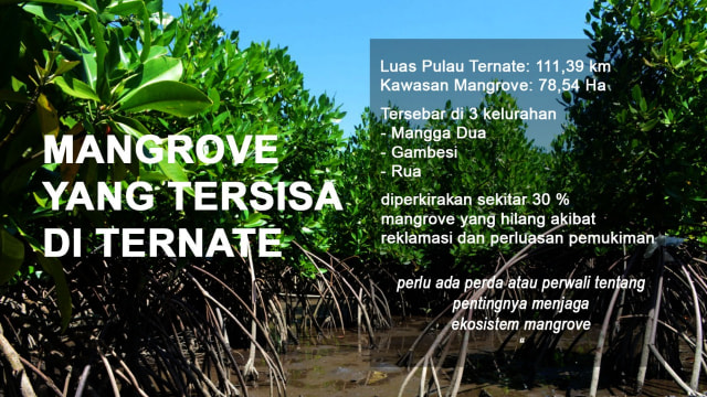 Mangrove yang tersisa di Ternate. Foto: Olis/cermat