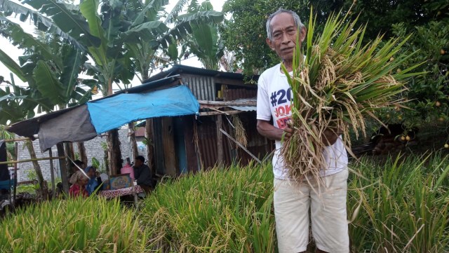 Suleman Idris saat memanen padi miliknya. Foto: Rizal Syam/cermat
