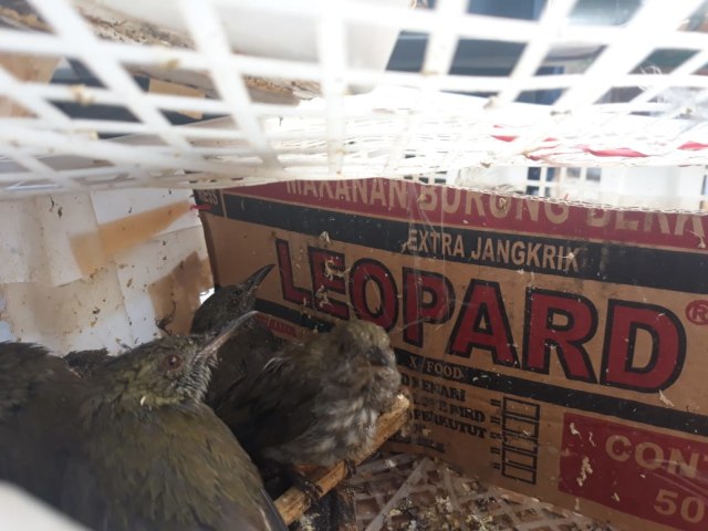 Ribuan Burung Tak Berdokumen Di Lampung Kembali Gagal