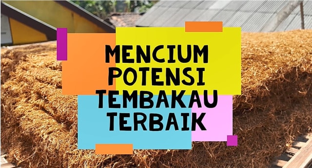 Paperka: Kreasi Kreatif Olahan Tembakau (477057)