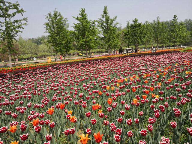 Hamparan bunga tulip. (Foto Pribadi)