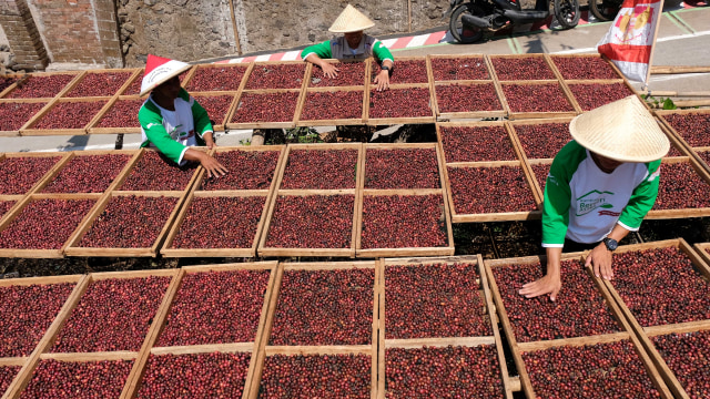 Ilustrasi menjemur kopi. Foto: ANTARA FOTO/Anis Efizudin