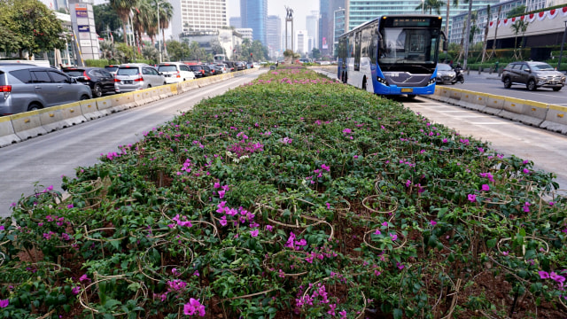 Transjakarta melintas di sekitat taman bougenville yang ditanam di kawasan Bundaran Hotel Indonesia, Jakarta, Senin (19/8/2019). Foto: Jamal Ramadhan/kumparan