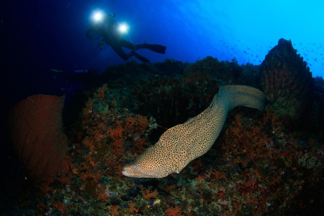 Keanekaragaman hayati bawah laut Banda Neira Foto: Shutter Stock