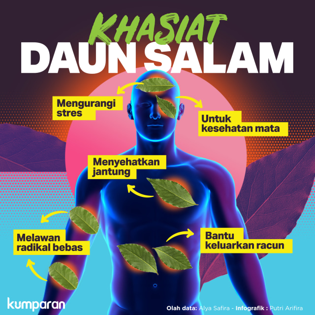 Mengetahui khasiat daun salam. Foto: Putri Sarah Arifira/ kumparan.