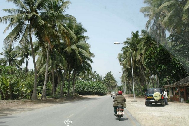 Pohon kelapa di Salalah, Oman. Foto: Wikimedia Commons