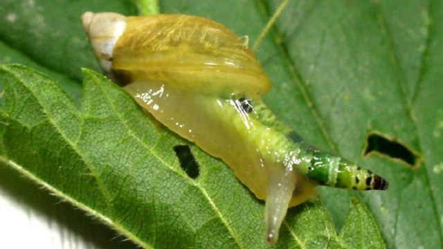 Siput yang diserang oleh parasit. Foto: Thomas Hahmann via Wikimedia Commons