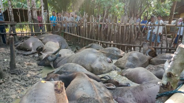 Gembala bersama 19 kerbau yang dijaganya tewas tersambar petir di 
Dusun II Desa Urtan, Kecamatan Andam Dewi, Tapanuli Tengah, Sumatera Utara, Senin (19/8). Foto: Dok. Istimewa